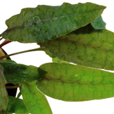 109E 丹麥溫蒂椒草 Cryptocoryne wendtii 'Tropica'